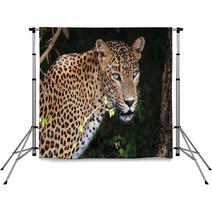 Portrait Of An Sri Lankan Leopard, Yala, Sri Lanka Backdrops 55120420