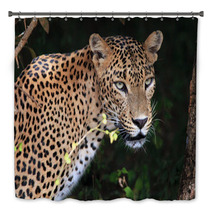 Portrait Of An Sri Lankan Leopard, Yala, Sri Lanka Bath Decor 55120420
