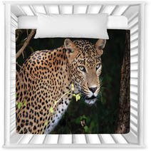 Portrait Of An Sri Lankan Leopard, Yala, Sri Lanka Nursery Decor 55120420
