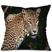 Portrait Of An Sri Lankan Leopard, Yala, Sri Lanka Pillows 55120420