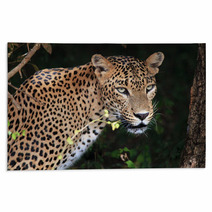 Portrait Of An Sri Lankan Leopard, Yala, Sri Lanka Rugs 55120420