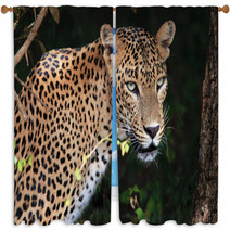 Portrait Of An Sri Lankan Leopard, Yala, Sri Lanka Window Curtains 55120420