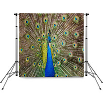 Portrait Of Beautiful Peacock With Feathers Out.. Backdrops 65729713