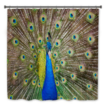 Portrait Of Beautiful Peacock With Feathers Out.. Bath Decor 65729713