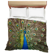 Portrait Of Beautiful Peacock With Feathers Out.. Bedding 65729713