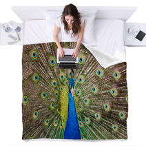 Portrait Of Beautiful Peacock With Feathers Out.. Blankets 65729713