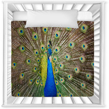 Portrait Of Beautiful Peacock With Feathers Out.. Nursery Decor 65729713