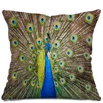 Portrait Of Beautiful Peacock With Feathers Out.. Pillows 65729713