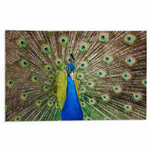 Portrait Of Beautiful Peacock With Feathers Out.. Rugs 65729713