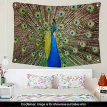 Portrait Of Beautiful Peacock With Feathers Out.. Wall Art 65729713