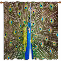 Portrait Of Beautiful Peacock With Feathers Out.. Window Curtains 65729713