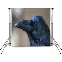 Portrait Of Black Crow Standing - Common Raven Backdrops 91398483