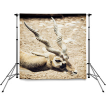 Portrait Of Blackbuck (Antilope Cervicapra), Natural Scene Backdrops 100009517