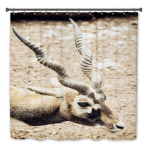 Portrait Of Blackbuck (Antilope Cervicapra), Natural Scene Bath Decor 100009517