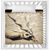 Portrait Of Blackbuck (Antilope Cervicapra), Natural Scene Nursery Decor 100009517