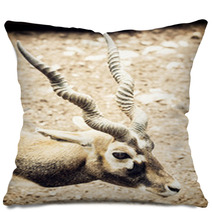 Portrait Of Blackbuck (Antilope Cervicapra), Natural Scene Pillows 100009517