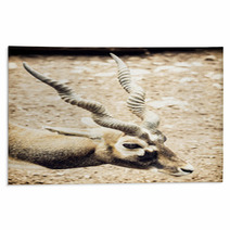 Portrait Of Blackbuck (Antilope Cervicapra), Natural Scene Rugs 100009517