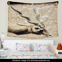 Portrait Of Blackbuck (Antilope Cervicapra), Natural Scene Wall Art 100009517