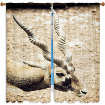 Portrait Of Blackbuck (Antilope Cervicapra), Natural Scene Window Curtains 100009517