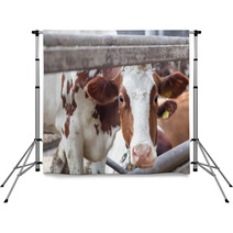 Portrait Of Cow On A Farm Backdrops 57622683