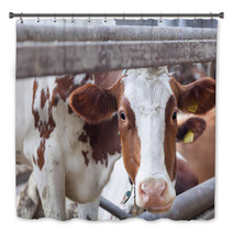 Portrait Of Cow On A Farm Bath Decor 57622683