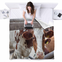 Portrait Of Cow On A Farm Blankets 57622683