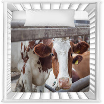 Portrait Of Cow On A Farm Nursery Decor 57622683