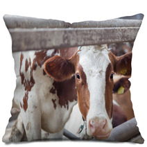 Portrait Of Cow On A Farm Pillows 57622683
