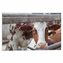 Portrait Of Cow On A Farm Rugs 57622683