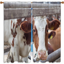 Portrait Of Cow On A Farm Window Curtains 57622683
