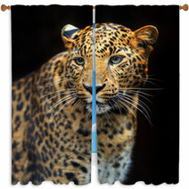 Portrait Of Leopard In Its Natural Habitat Window Curtains 61537121