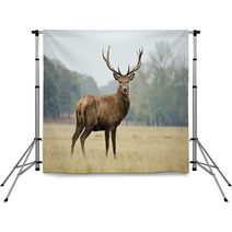 Portrait Of Majestic Red Deer Stag In Autumn Fall Backdrops 36908525