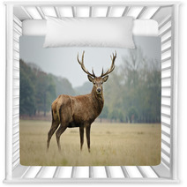 Portrait Of Majestic Red Deer Stag In Autumn Fall Nursery Decor 36908525