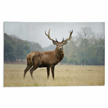 Portrait Of Majestic Red Deer Stag In Autumn Fall Rugs 36908525