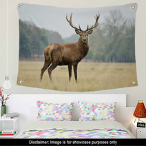 Portrait Of Majestic Red Deer Stag In Autumn Fall Wall Art 36908525