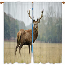 Portrait Of Majestic Red Deer Stag In Autumn Fall Window Curtains 36908525