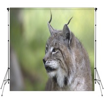 Portrait Of Male Eurasian Lynx  Backdrops 83703255