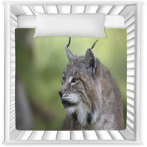 Portrait Of Male Eurasian Lynx  Nursery Decor 83703255