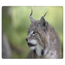 Portrait Of Male Eurasian Lynx  Rugs 83703255
