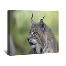 Portrait Of Male Eurasian Lynx  Wall Art 83703255