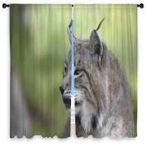 Portrait Of Male Eurasian Lynx  Window Curtains 83703255