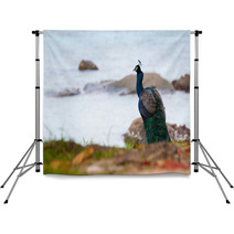 Portrait Of Peacock Backdrops 65700999