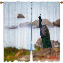 Portrait Of Peacock Window Curtains 65700999