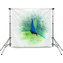 Portrait Of Peacock With Spread Feathers Backdrops 104495715