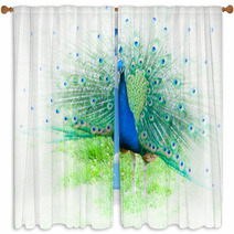 Portrait Of Peacock With Spread Feathers Window Curtains 104495715
