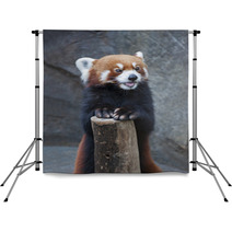 Portrait Of Red Panda, Firefox Or Lesser Panda (Ailurus Fulgens) Backdrops 87976212