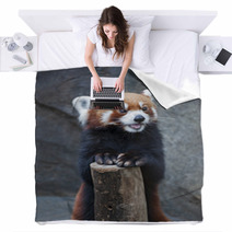 Portrait Of Red Panda, Firefox Or Lesser Panda (Ailurus Fulgens) Blankets 87976212