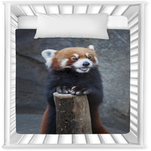 Portrait Of Red Panda, Firefox Or Lesser Panda (Ailurus Fulgens) Nursery Decor 87976212