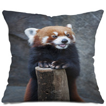 Portrait Of Red Panda, Firefox Or Lesser Panda (Ailurus Fulgens) Pillows 87976212