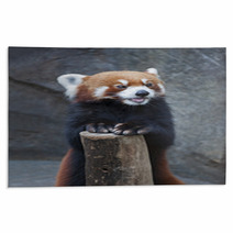 Portrait Of Red Panda, Firefox Or Lesser Panda (Ailurus Fulgens) Rugs 87976212